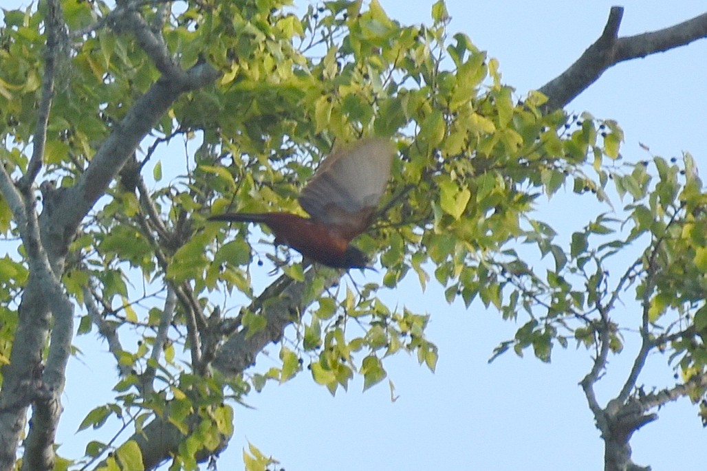 Orchard Oriole - ML638991036
