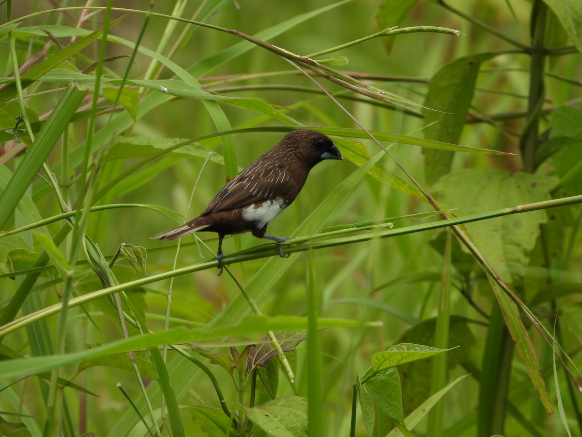 White-bellied Munia - ML638991039