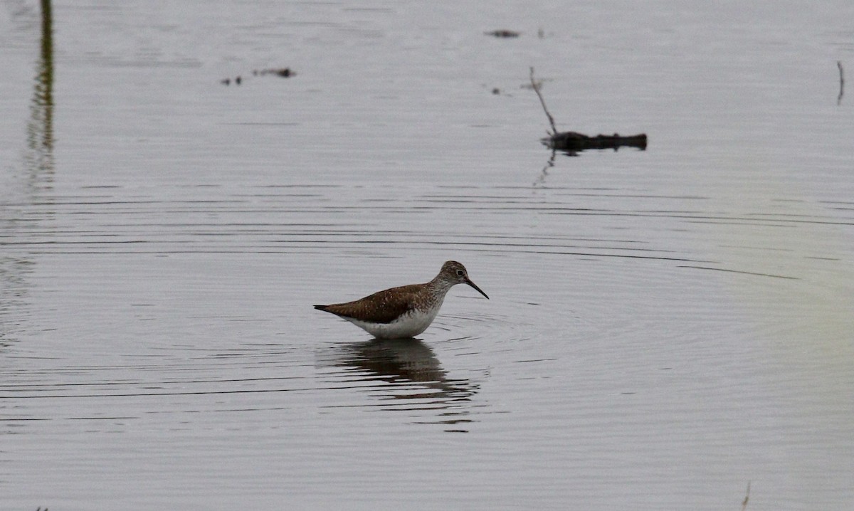Solitary Sandpiper - ML638991052
