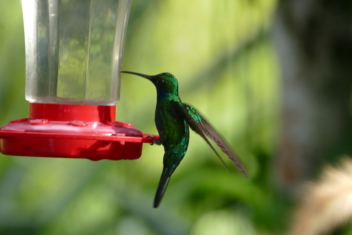 White-tailed Sabrewing - ML638991054