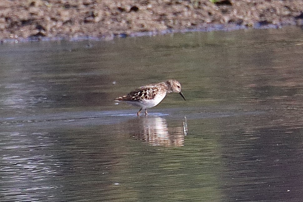 Least Sandpiper - ML638991055