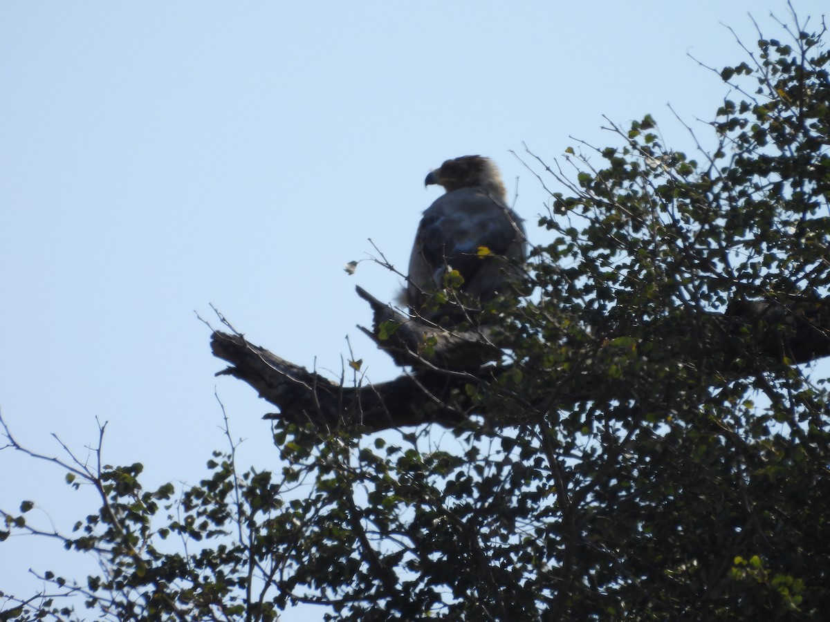 Tawny Eagle - ML638991056