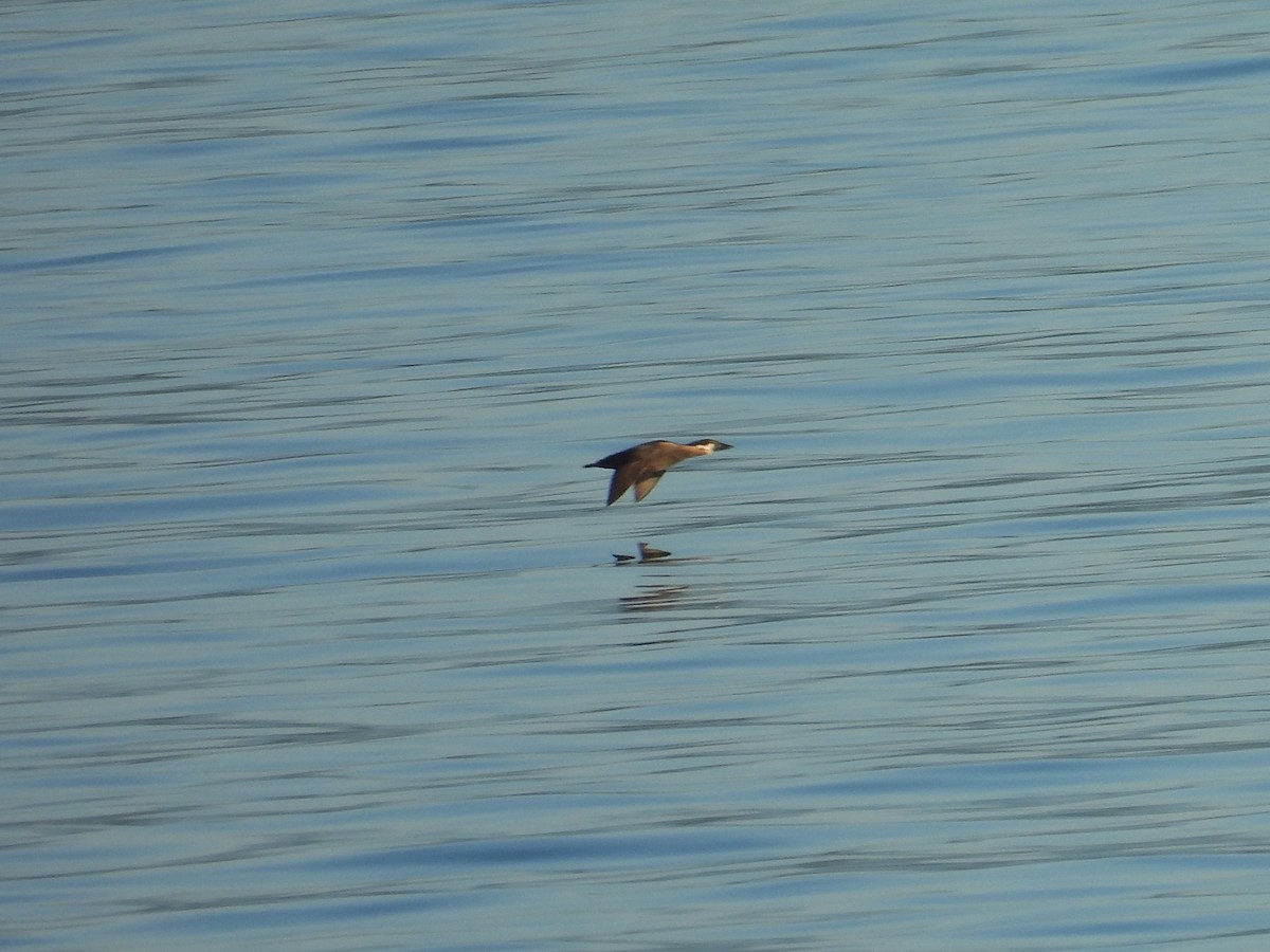 Surf Scoter - ML638991081