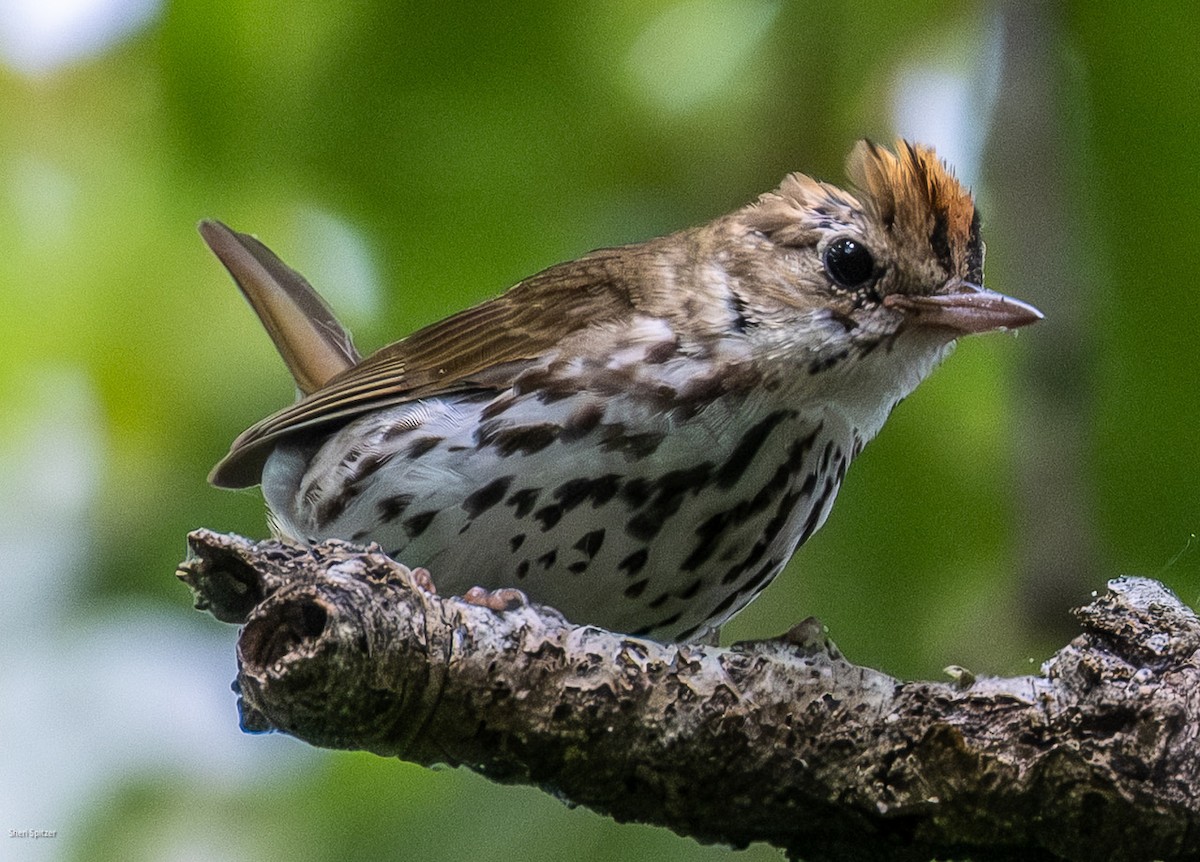 Ovenbird - ML638991084