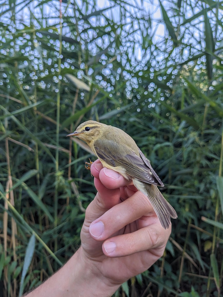 Garden Warbler - ML638991085