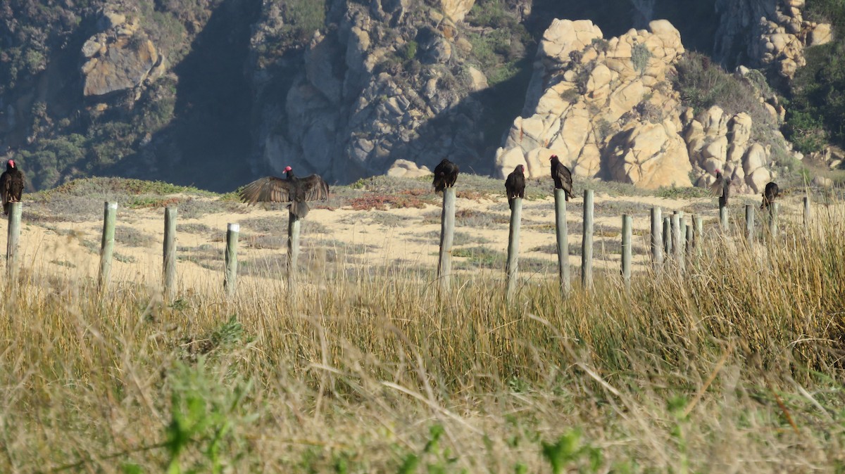 Turkey Vulture - ML638991092
