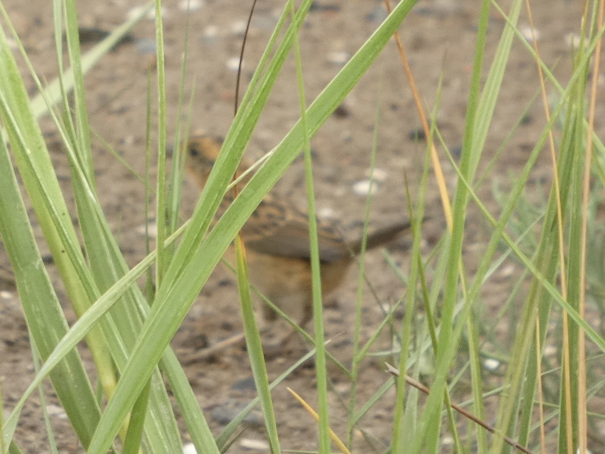 Saltmarsh Sparrow - ML638991095