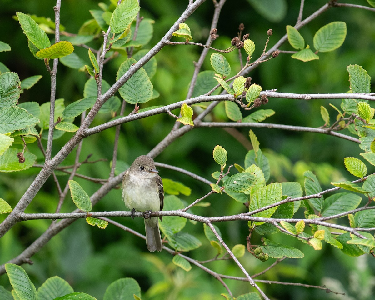 Alder Flycatcher - ML638991122