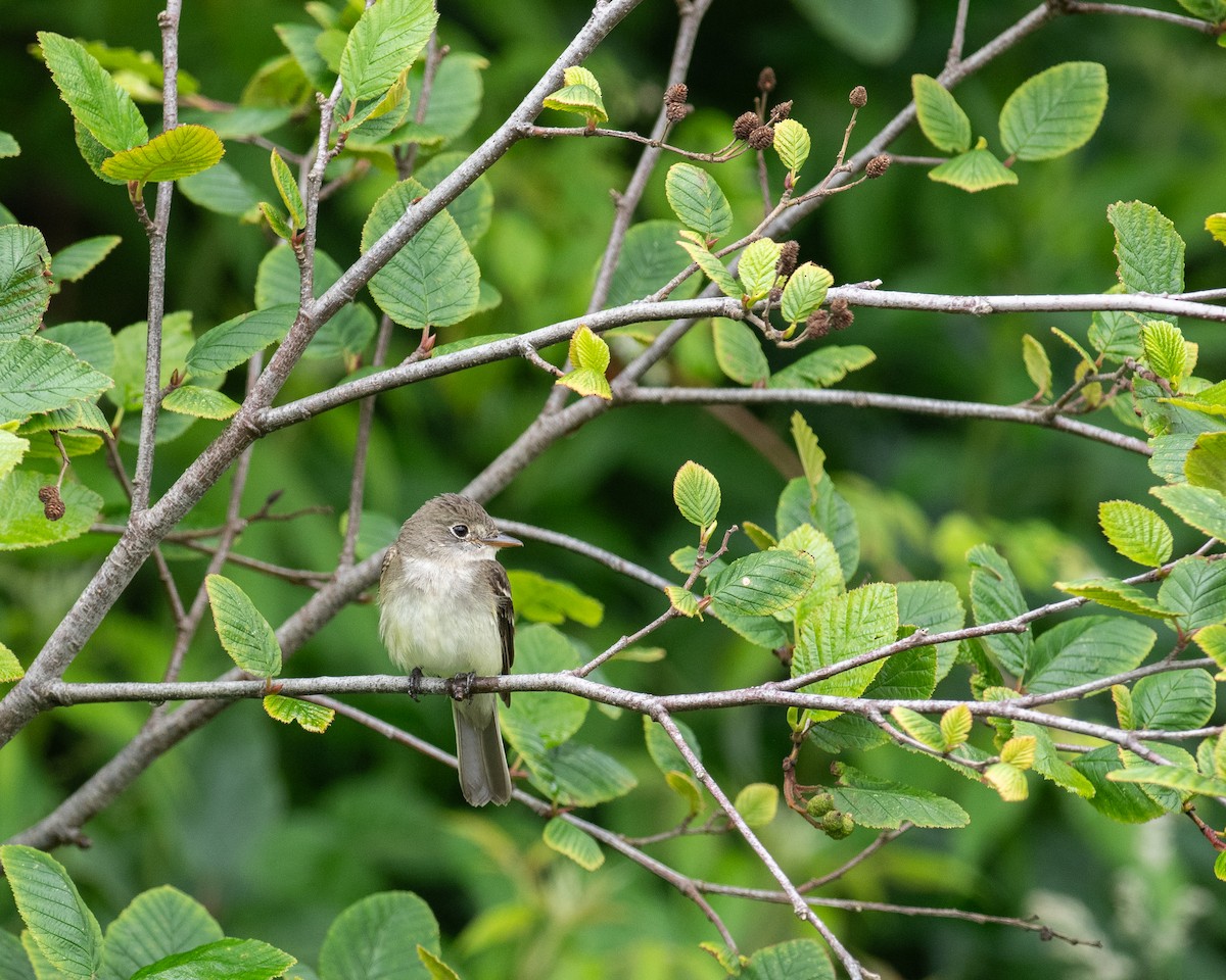 Alder Flycatcher - ML638991123