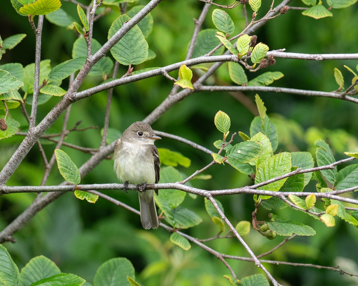 Alder Flycatcher - ML638991124
