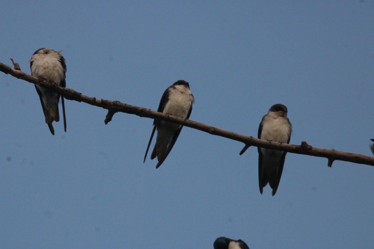 Tree Swallow - ML638991134
