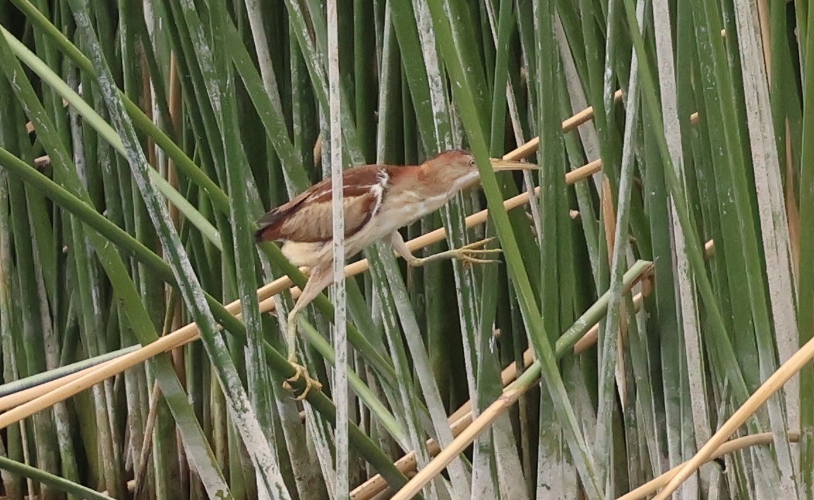 Least Bittern - ML638991138