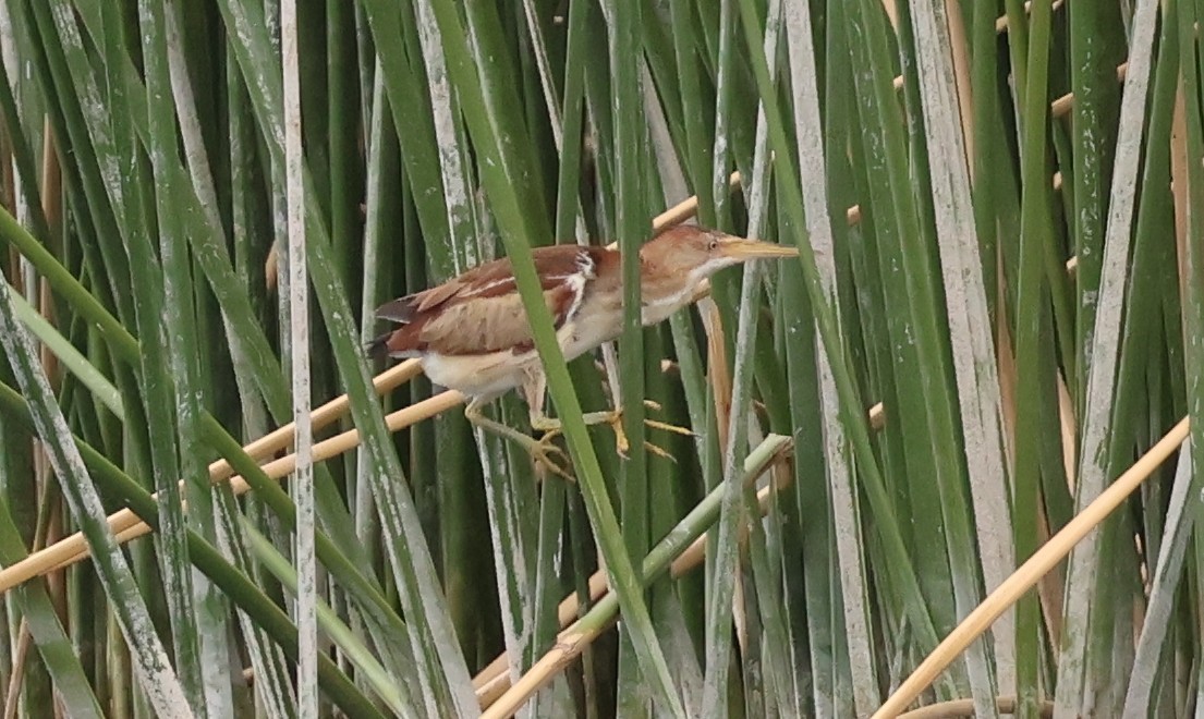 Least Bittern - ML638991139