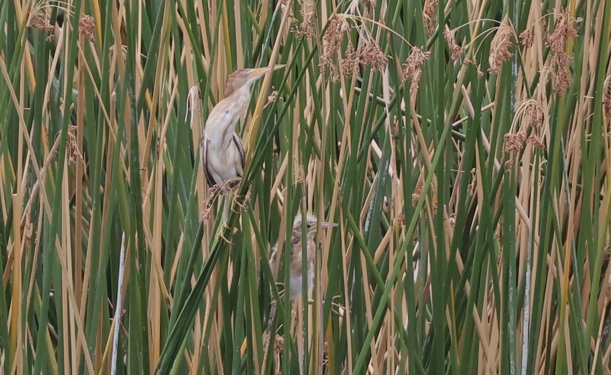 Least Bittern - ML638991142