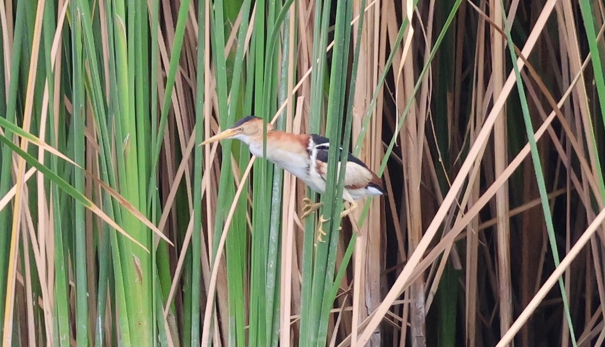 Least Bittern - ML638991145