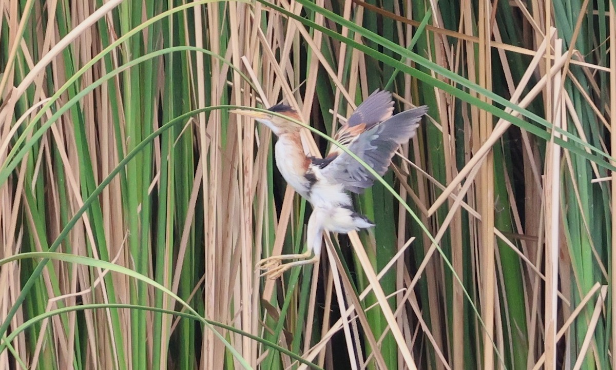 Least Bittern - ML638991146