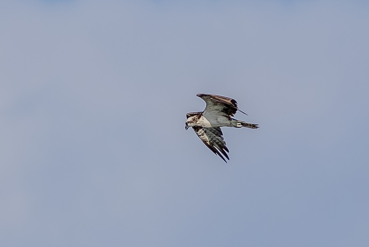 魚鷹 - ML638991149