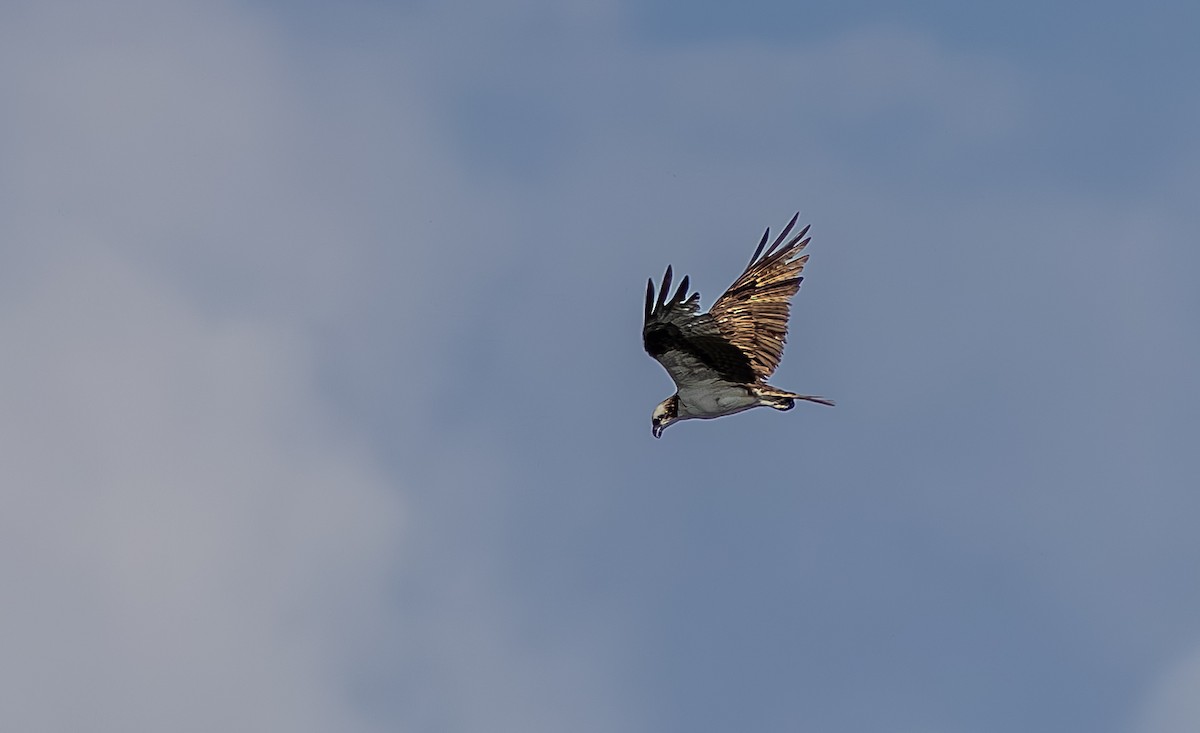 魚鷹 - ML638991150