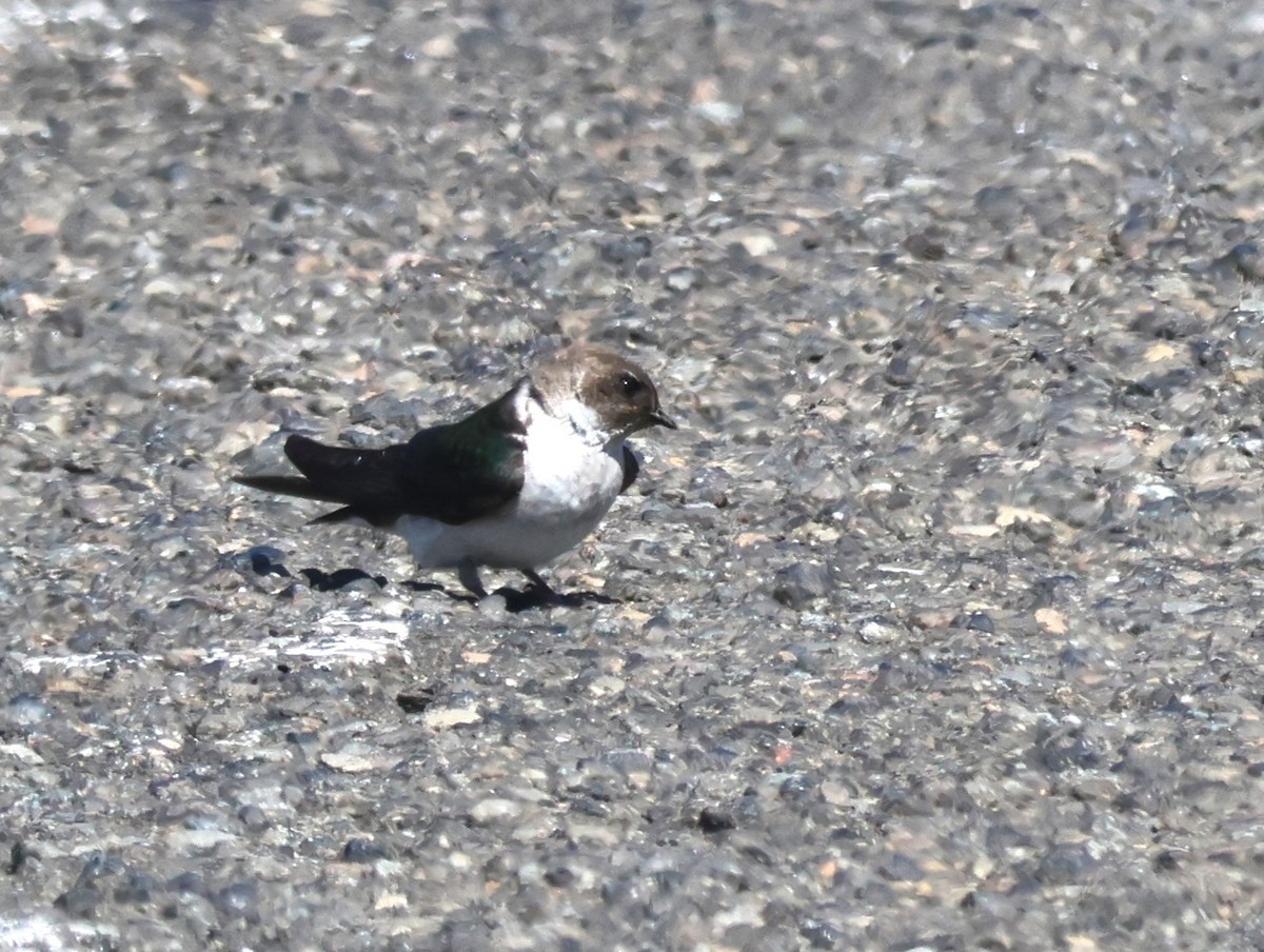 Violet-green Swallow - ML638991152