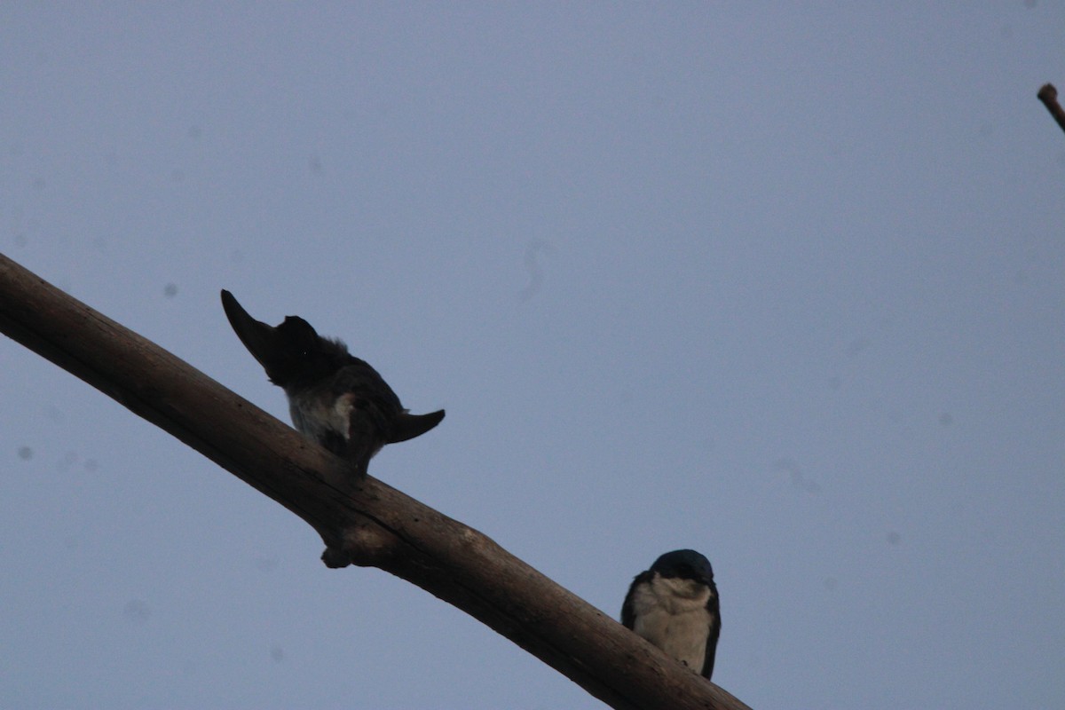 Tree Swallow - ML638991154