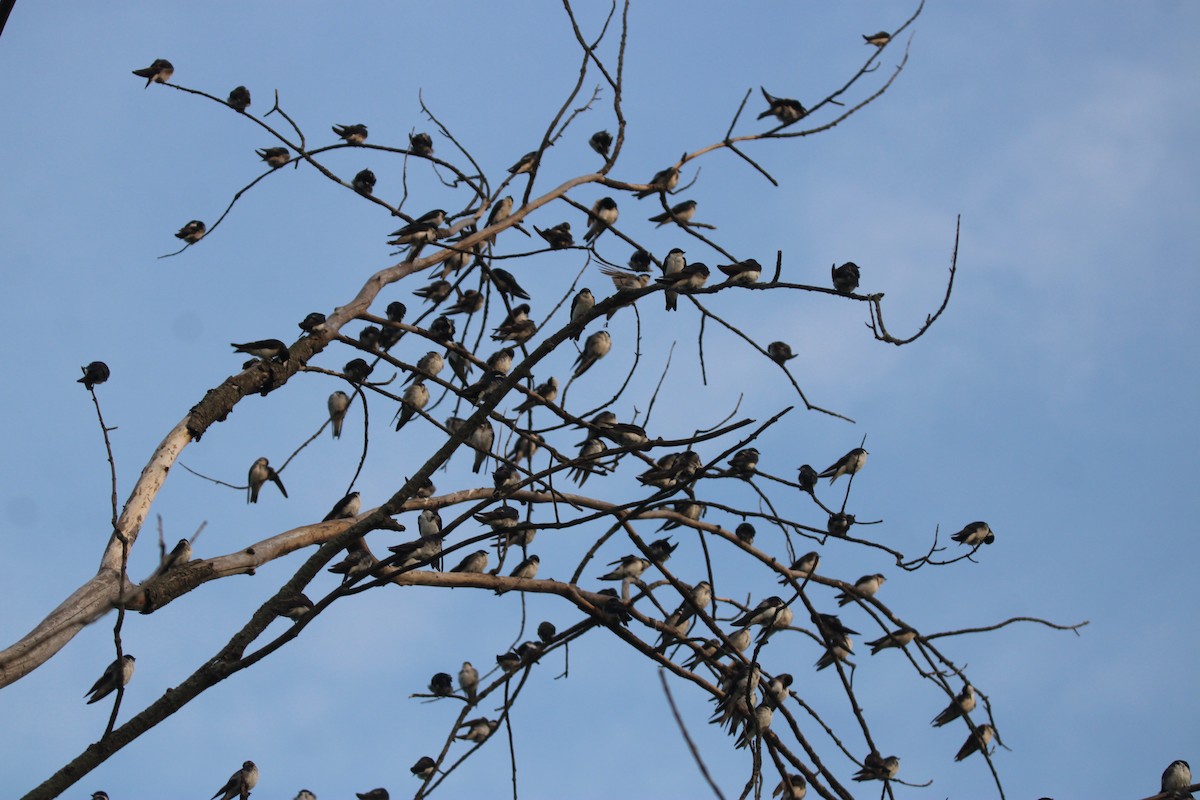 Tree Swallow - ML638991156