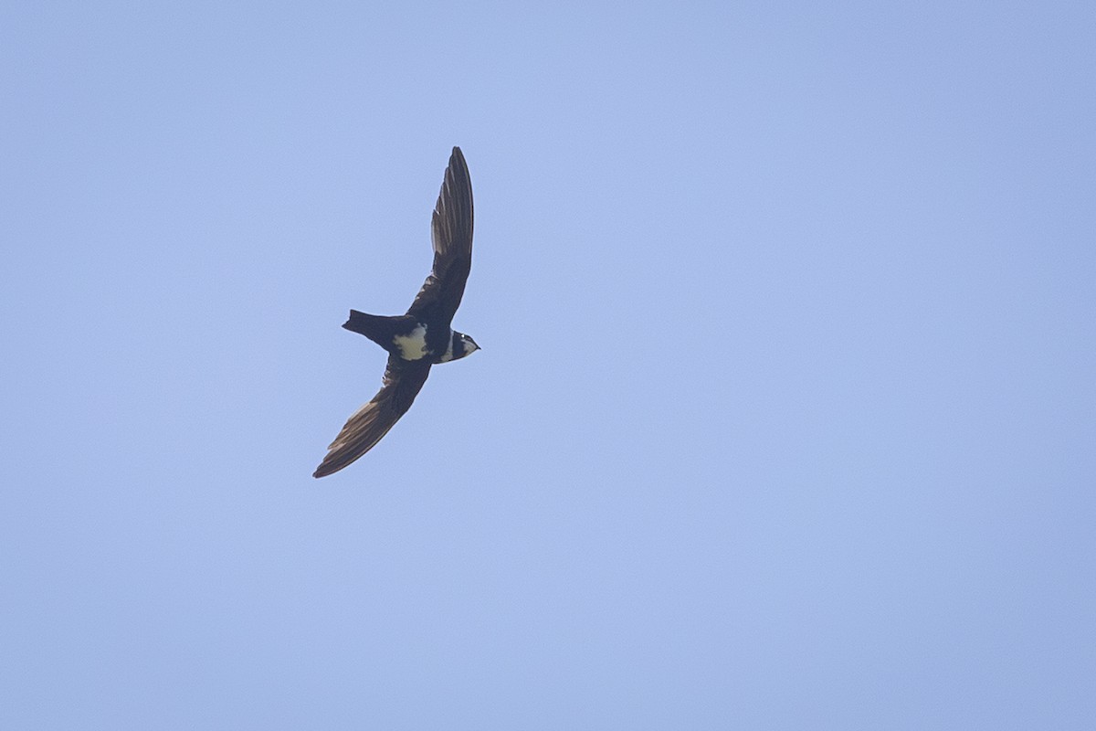 White-collared Swift - ML638991158