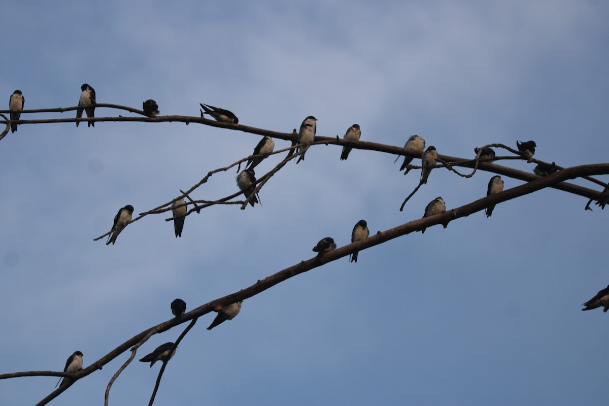 Tree Swallow - ML638991159