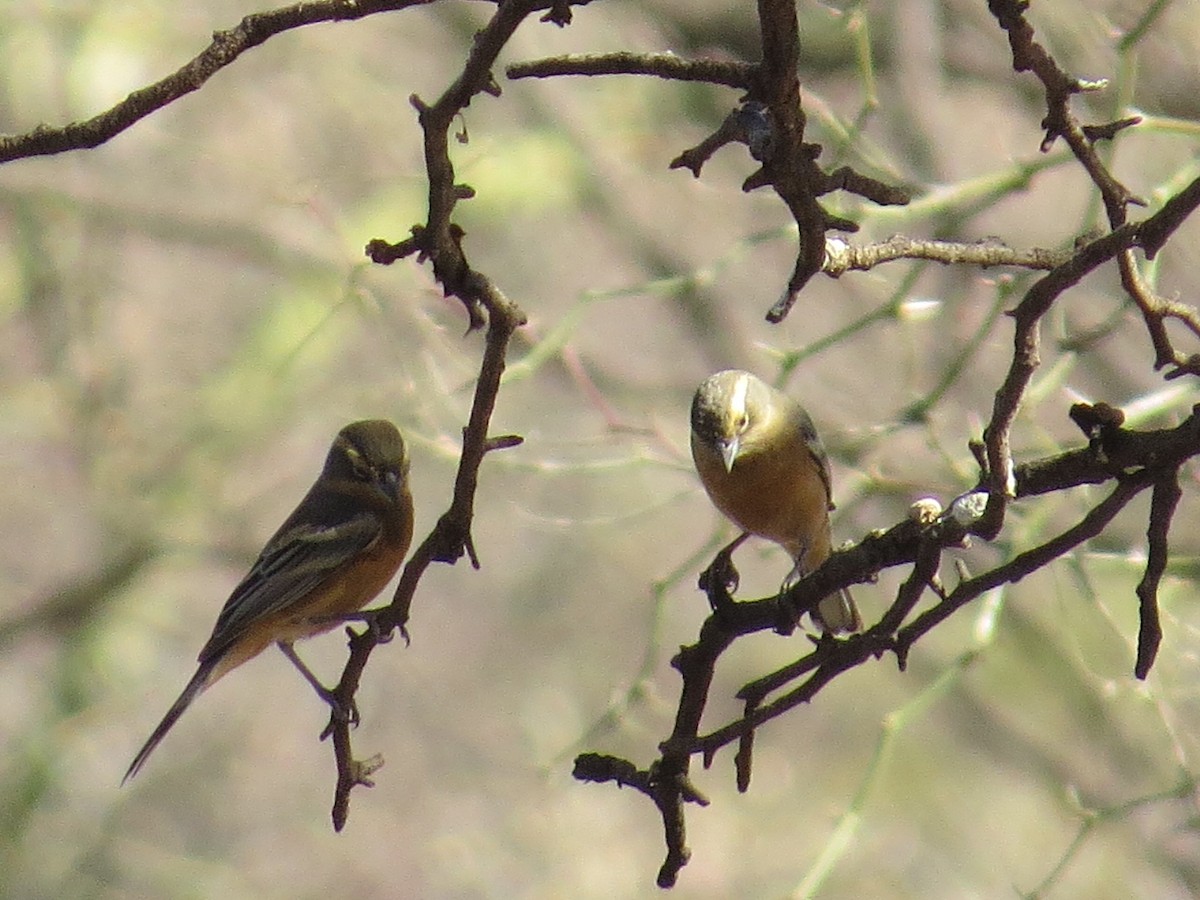 Cinnamon Warbling Finch - ML638991160