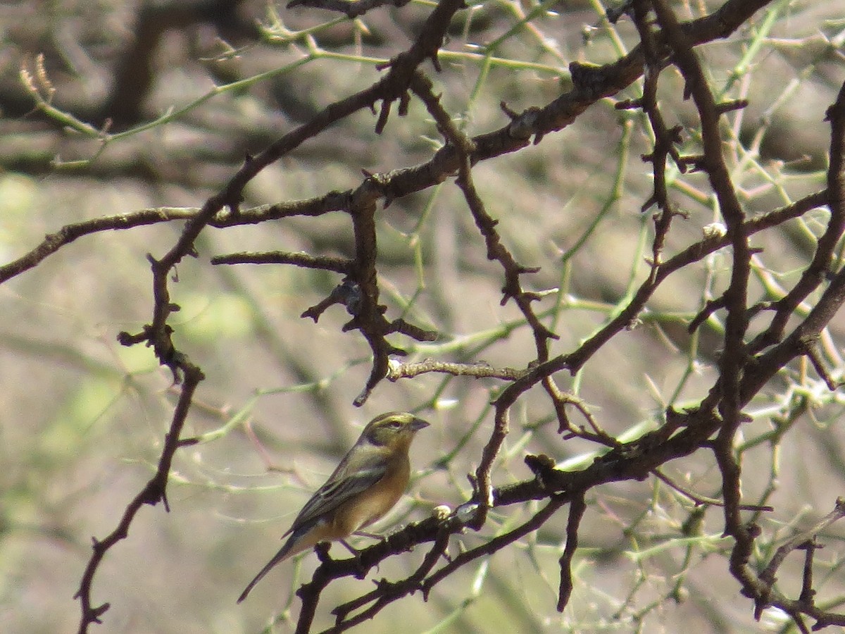 Cinnamon Warbling Finch - ML638991161