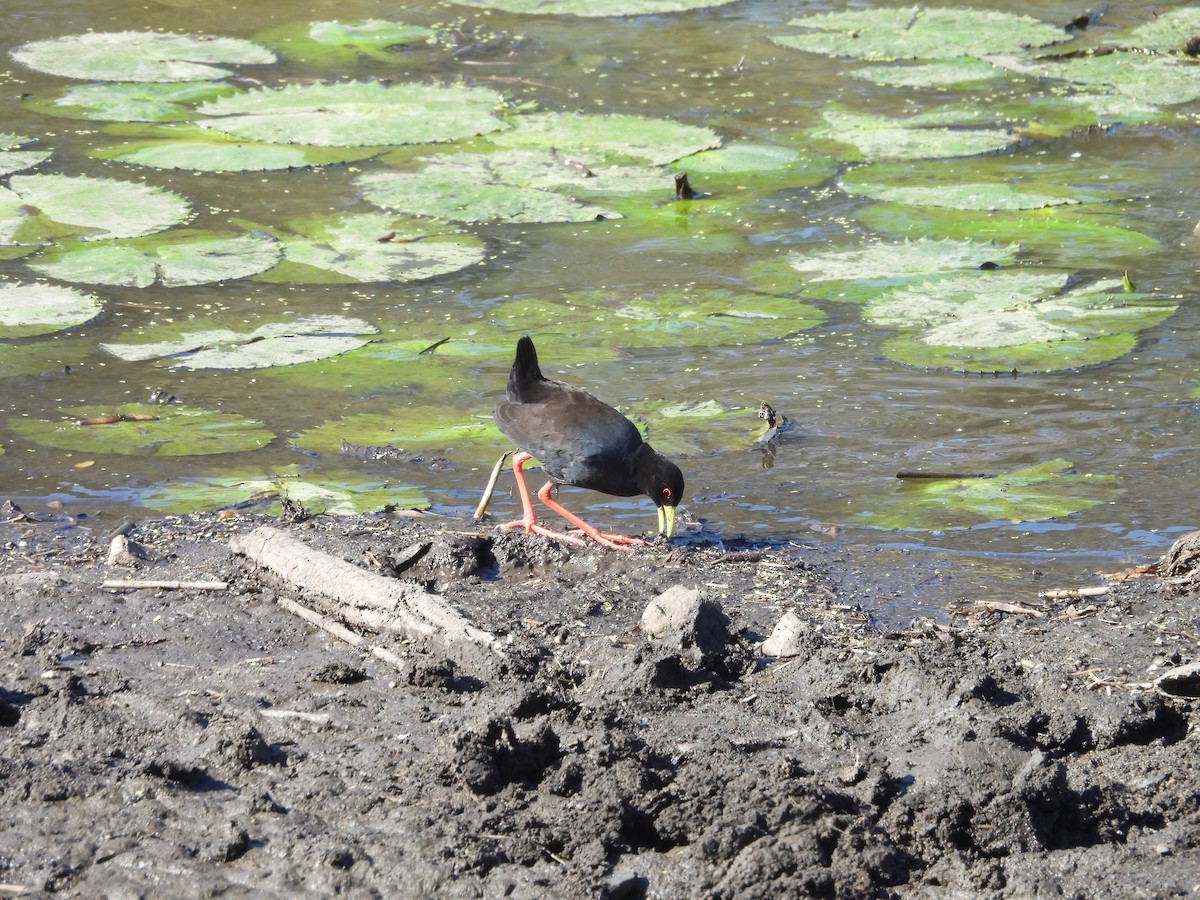Black Crake - ML638991173