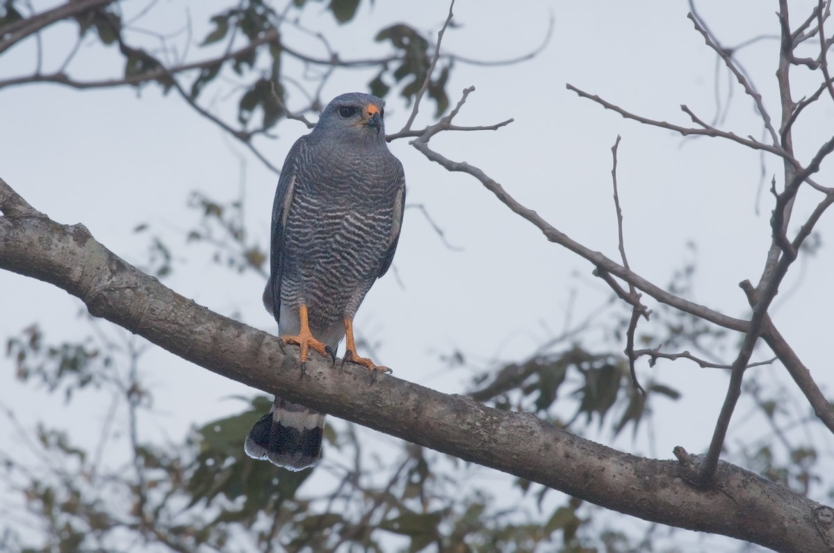 Gray Hawk - ML638991174