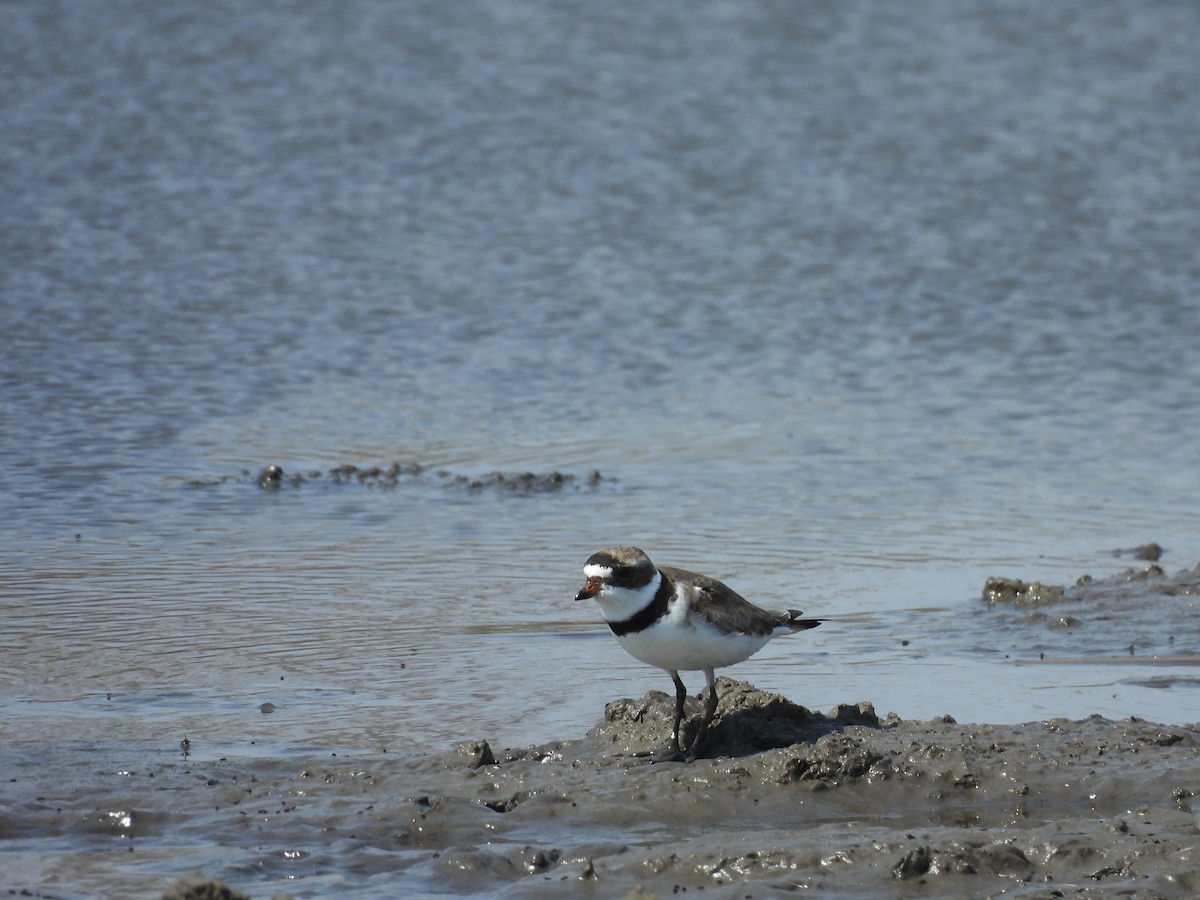 Semipalmated Plover - ML638991202