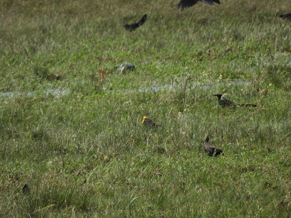 Yellow-headed Blackbird - ML638991250