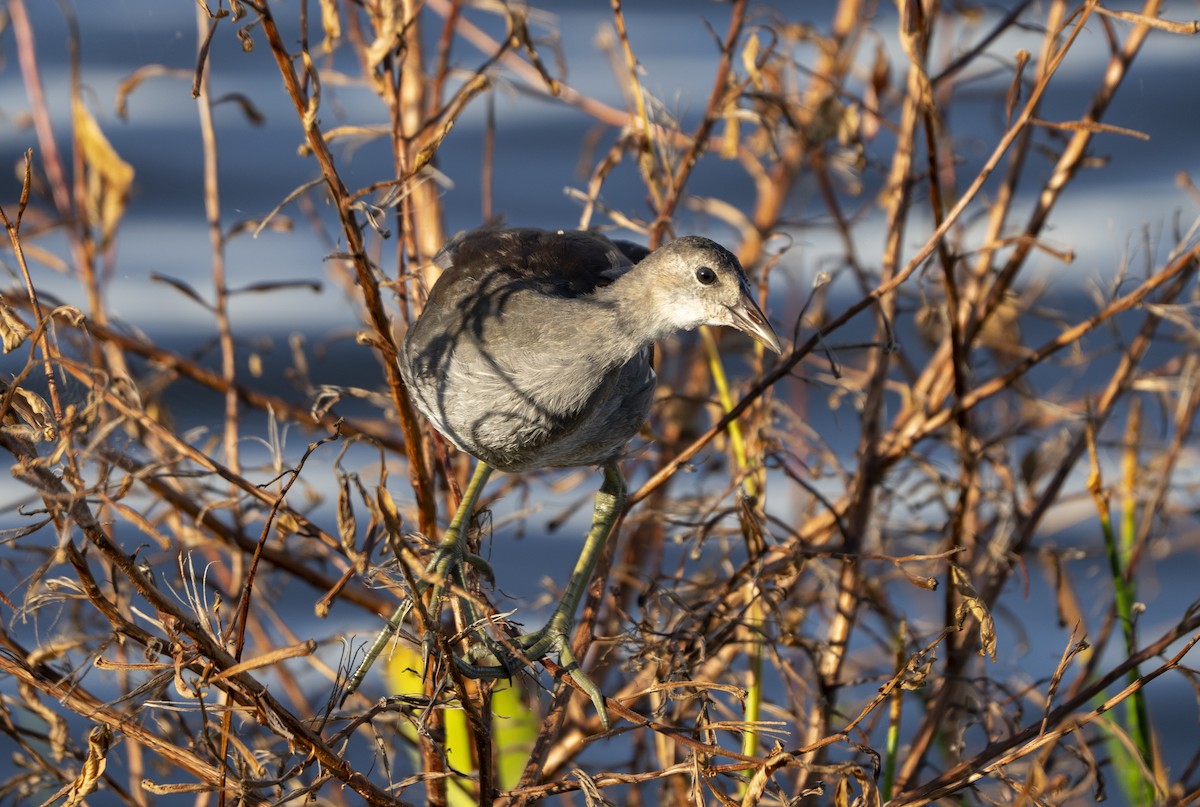 Common Gallinule - ML638991309
