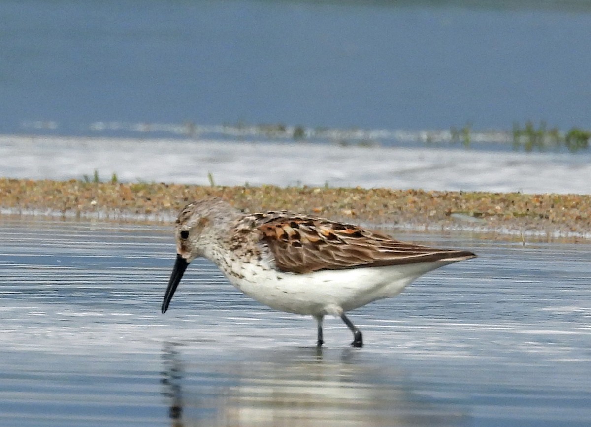 Bergstrandläufer - ML638991324
