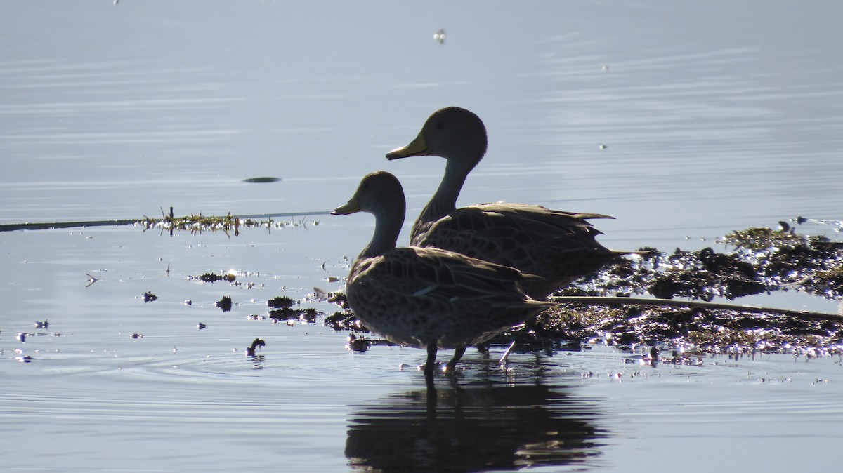 Yellow-billed Pintail - ML638991331