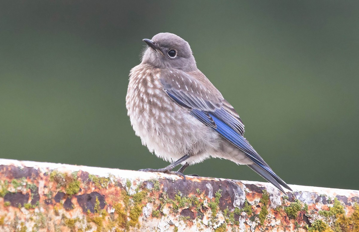 Western Bluebird - ML638991336