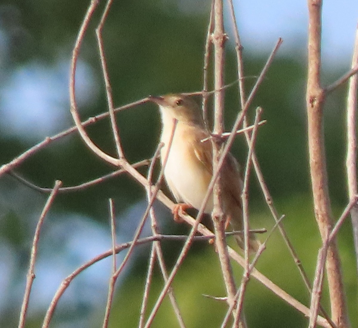 Rufous Cisticola - ML638991342