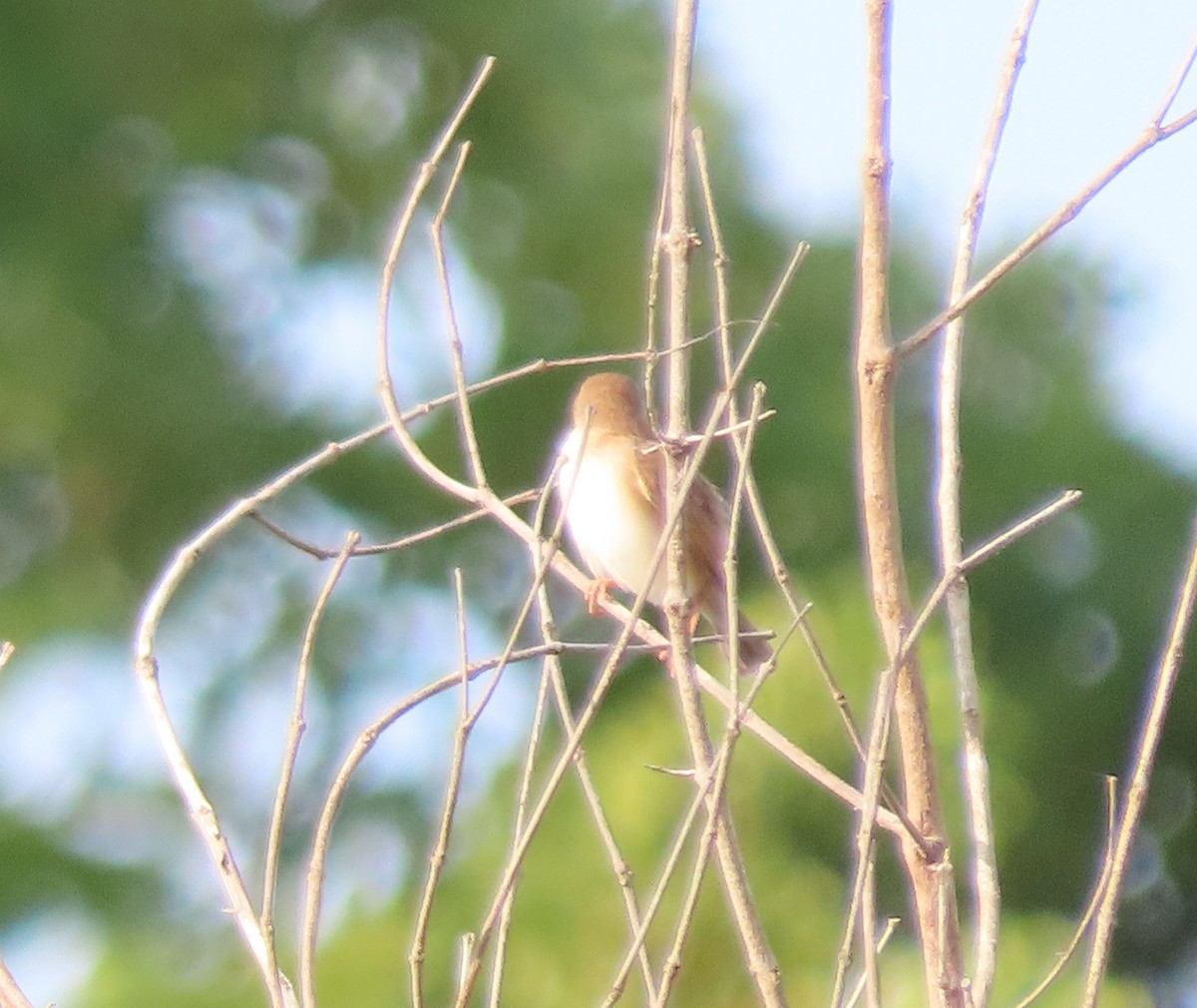 Rufous Cisticola - ML638991343