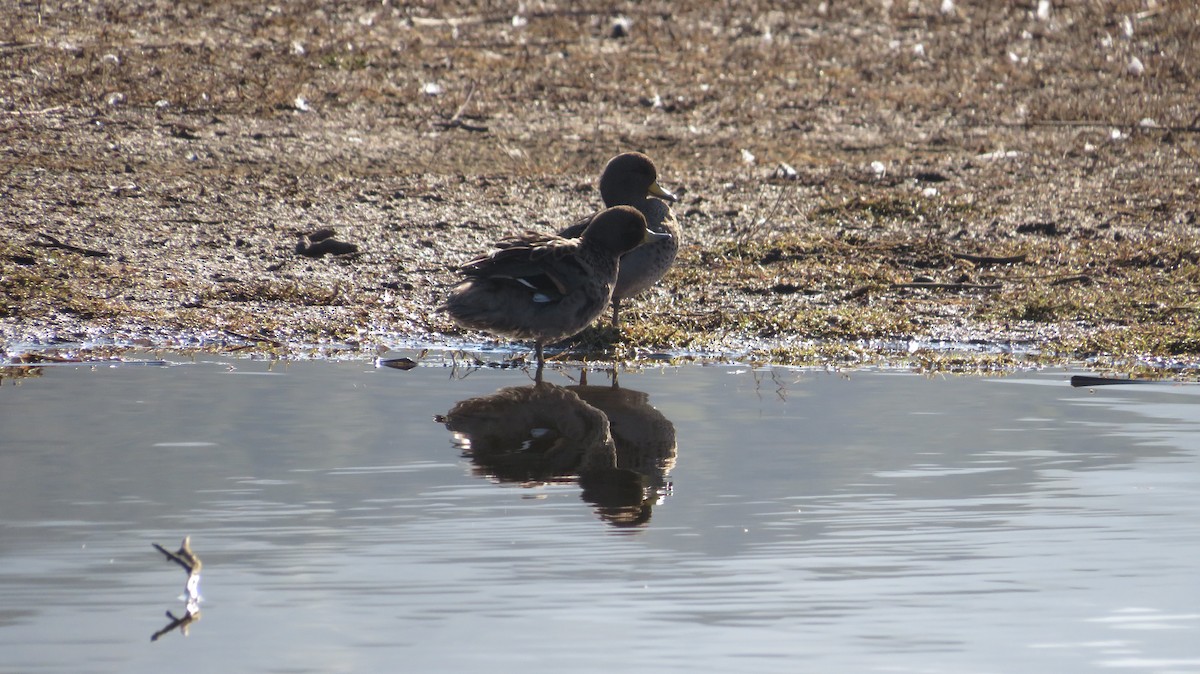 Yellow-billed Teal - ML638991348
