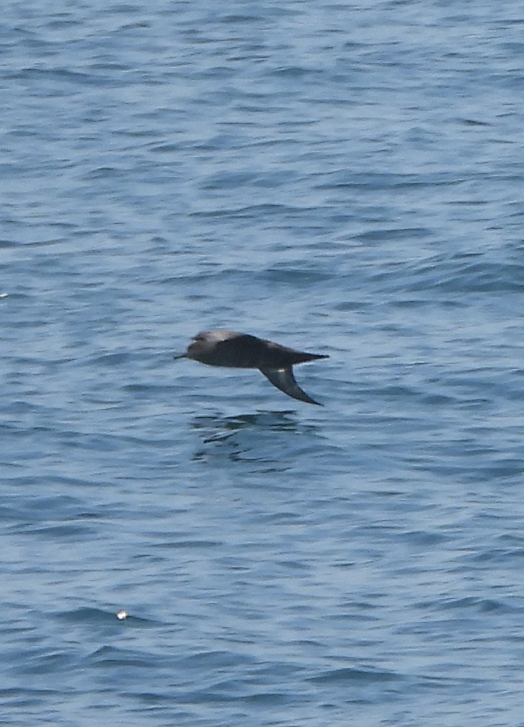 Sooty Shearwater - ML638991349