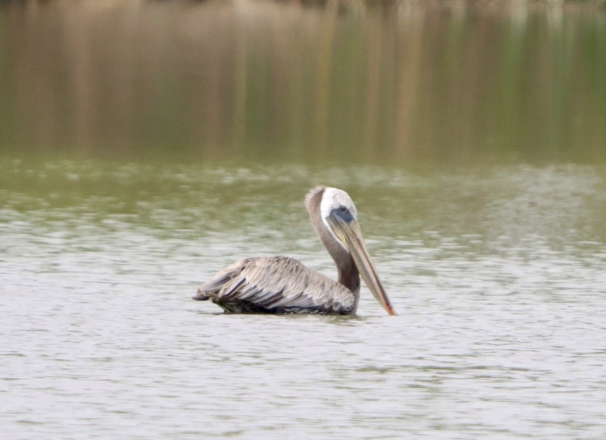 Brown Pelican - ML638991410