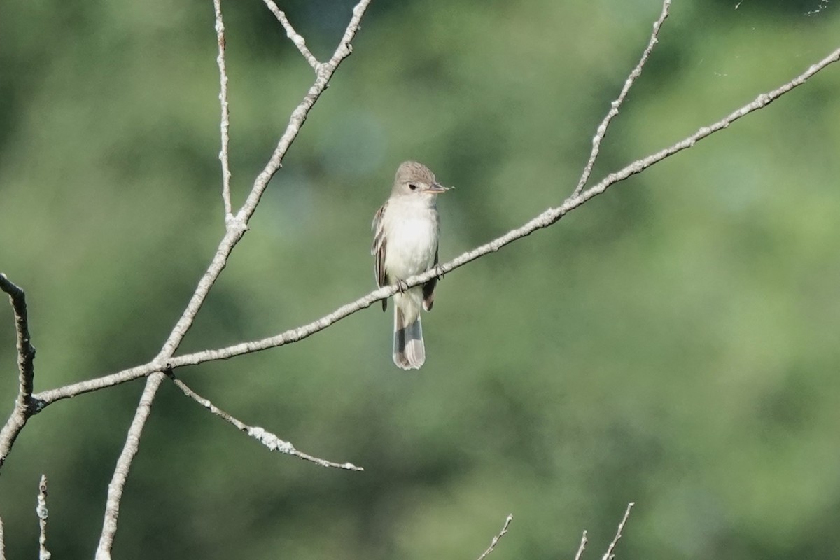 Willow Flycatcher - ML638991470