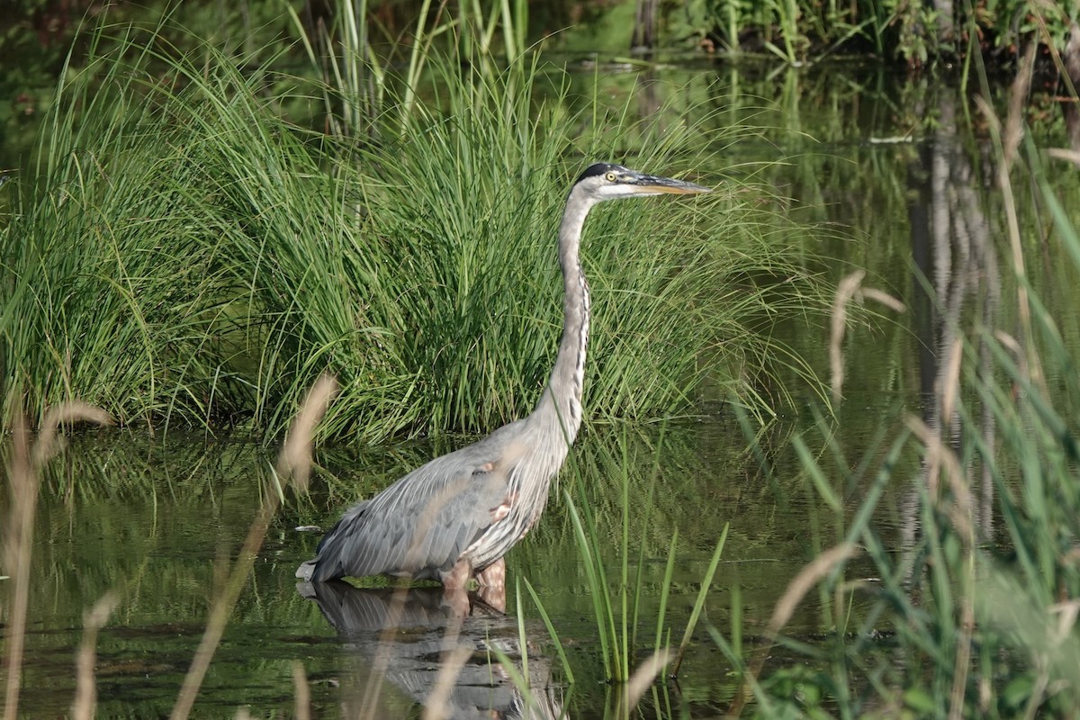 Great Blue Heron (Great Blue) - ML638991472