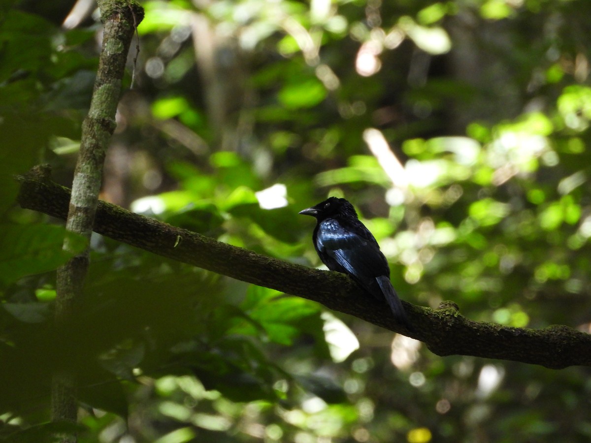 Short-tailed Drongo - ML638991473