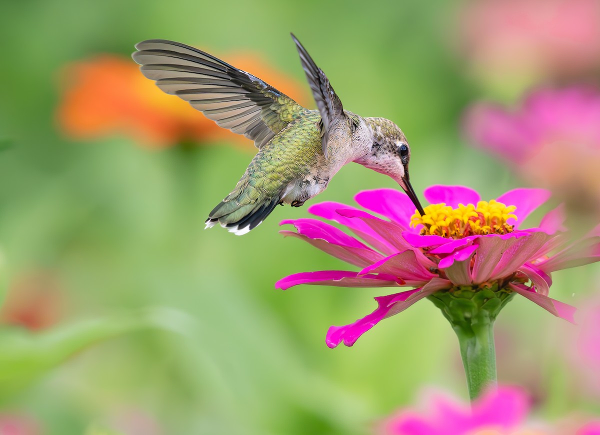 Ruby-throated Hummingbird - ML638991477