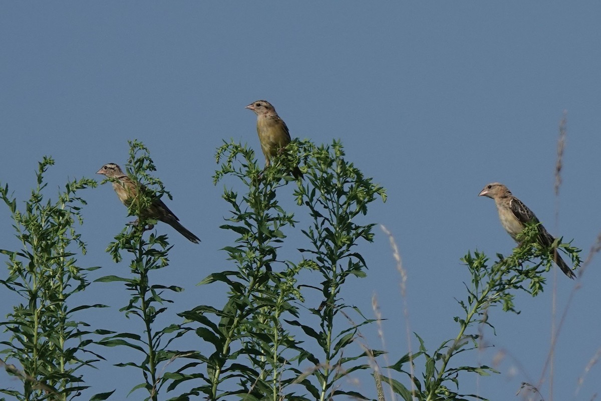 Bobolink - ML638991503