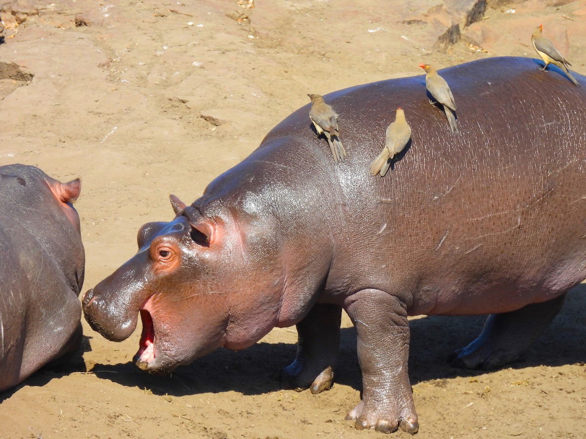 Red-billed Oxpecker - ML638991507