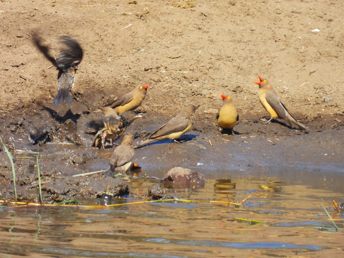 Red-billed Oxpecker - ML638991539