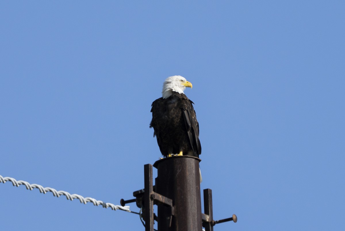 Bald Eagle - ML638991556